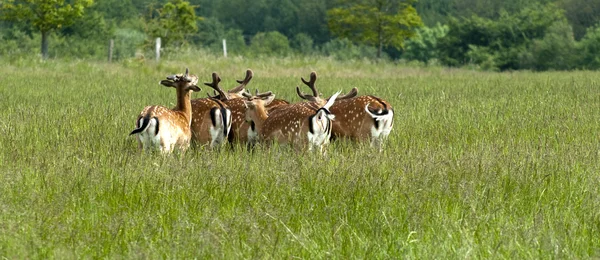 Manada de ciervos en barbecho sobre hierba — Foto de Stock