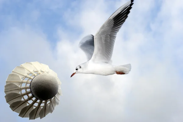Shuttlecock and seagull — Stock Photo, Image