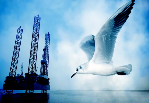 Seagull and oil rig — Stock Photo, Image
