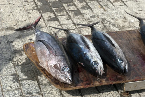 Fresh Tuna Fish — Stock Photo, Image