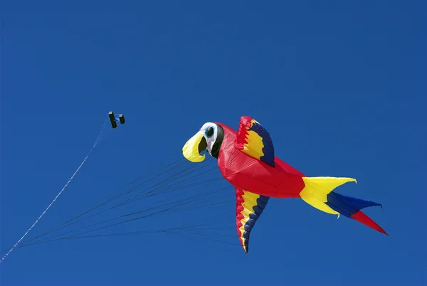 Papegoja i himlen — Stockfoto