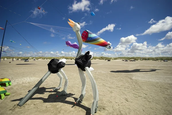 Kite fåglar på stranden — Stockfoto