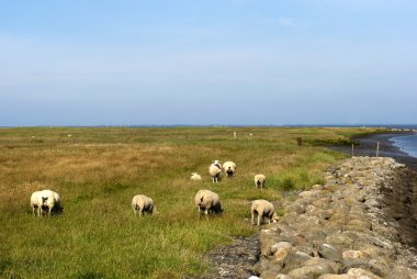 Danimarkalı wadden Denizi