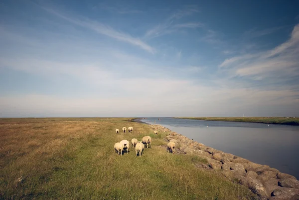 Датский пейзаж — стоковое фото