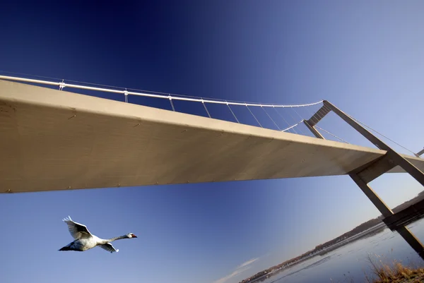 Svanen flyger under bron — Stockfoto