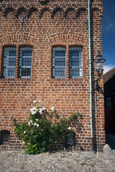 Белые розы и старинное здание — стоковое фото