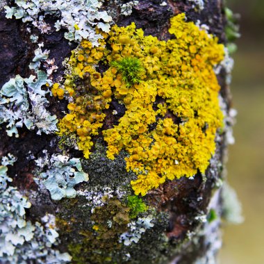 Moss and lichens on a tree close up clipart