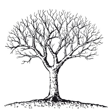 Bare tree clipart