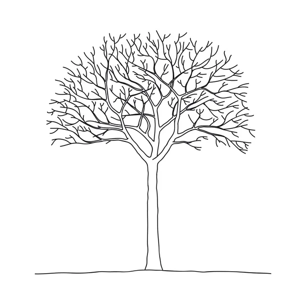 Holý strom — Stockový vektor
