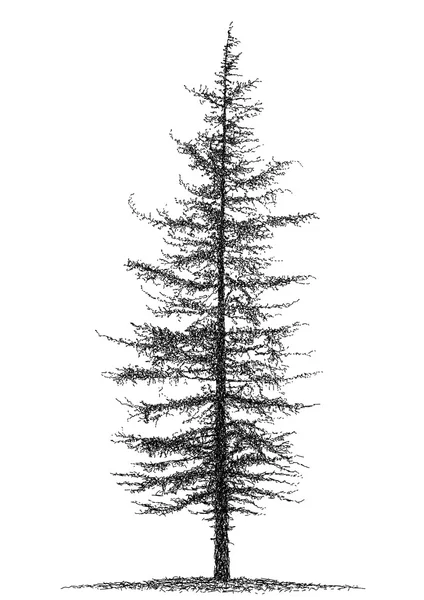 Tűlevelű fa — Stock Vector