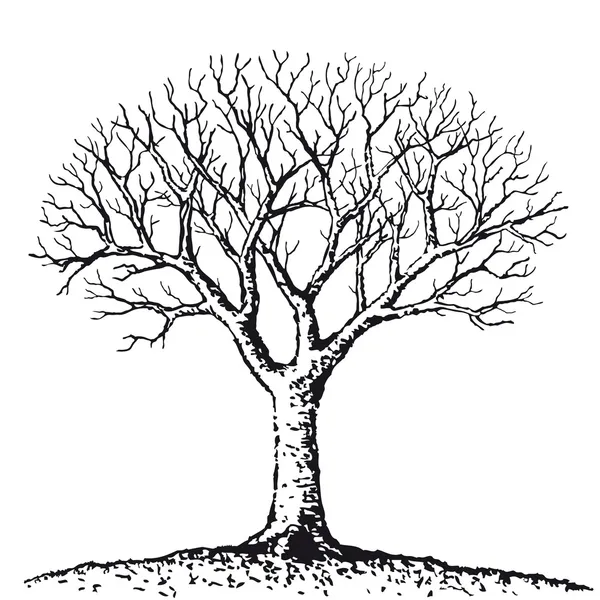 裸の木 — ストックベクタ