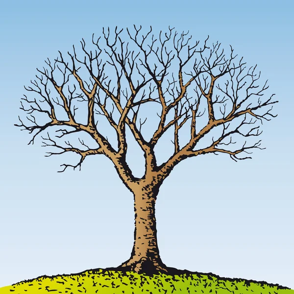 Çıplak ağaca — Stok Vektör