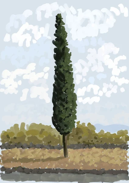 Cypress tree — Stock Photo, Image