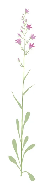 Flower campanula — Stock Vector