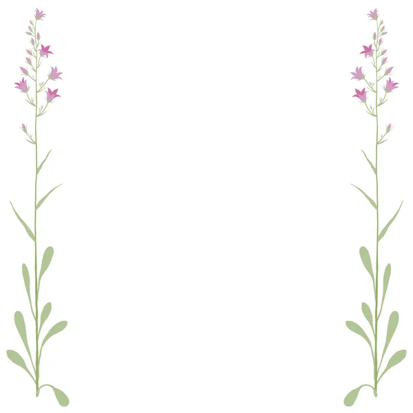 Blomma campanula — Stock vektor