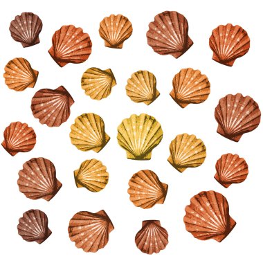 Shells background clipart