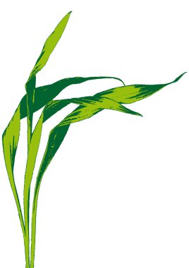 Leaves clipart