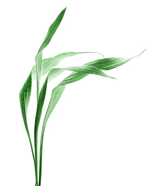 Frunze — Fotografie, imagine de stoc