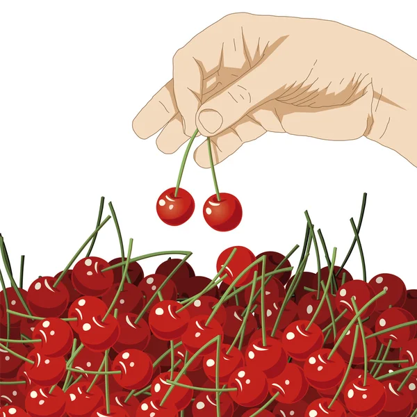 stock vector Choose cherries