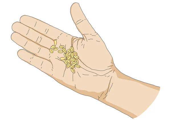 Main avec des graines — Image vectorielle
