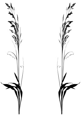 Plants clipart