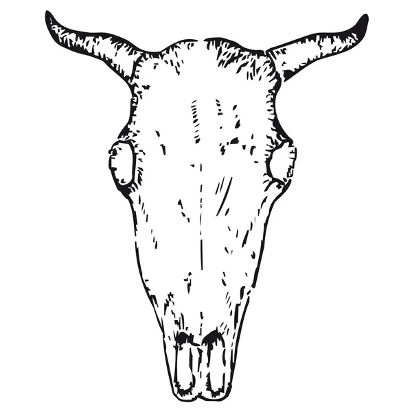 Caveira de boi — Vetor de Stock