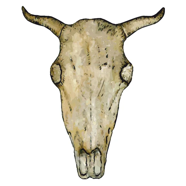 Ox lebka — Stockový vektor