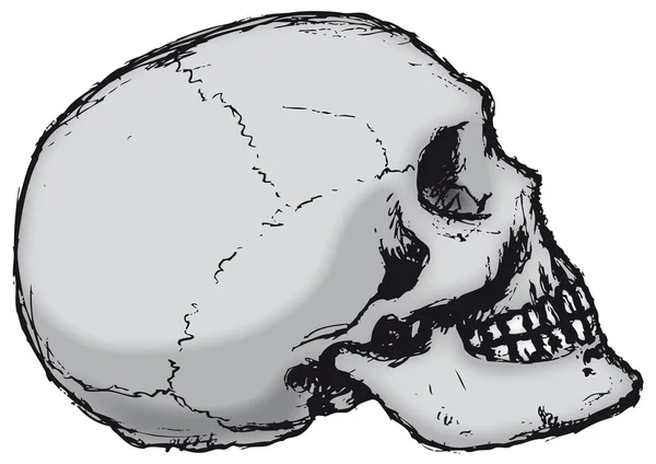 Skull Profile — Stock Vector