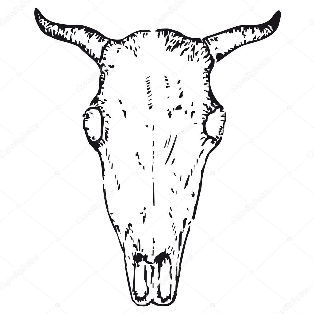 Ox skull