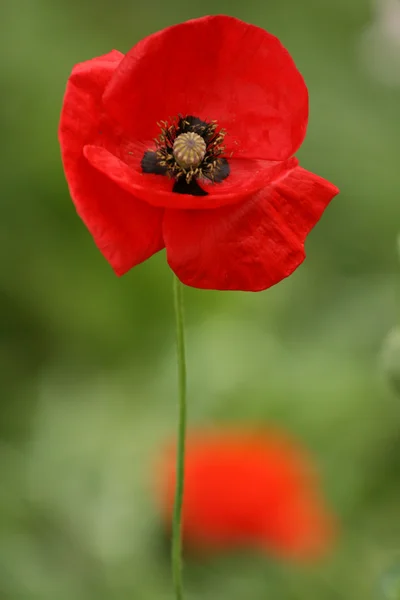 Stock image Red poppy