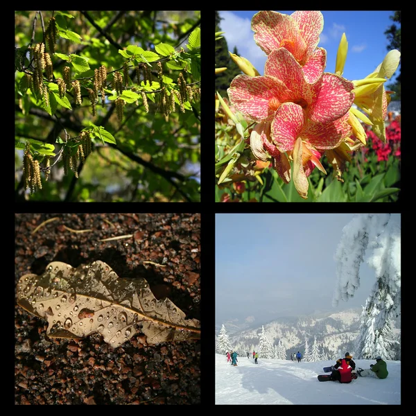 4 つの季節 — ストック写真