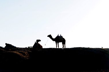 Bedouin, two camels and one dove clipart