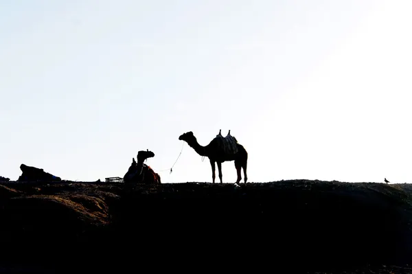 stock image Bedouin, two camels and one dove