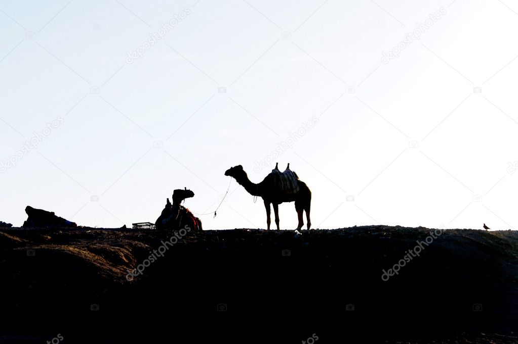 Bedouin, two camels and one dove
