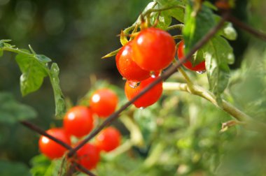 Cherry tomatoes clipart