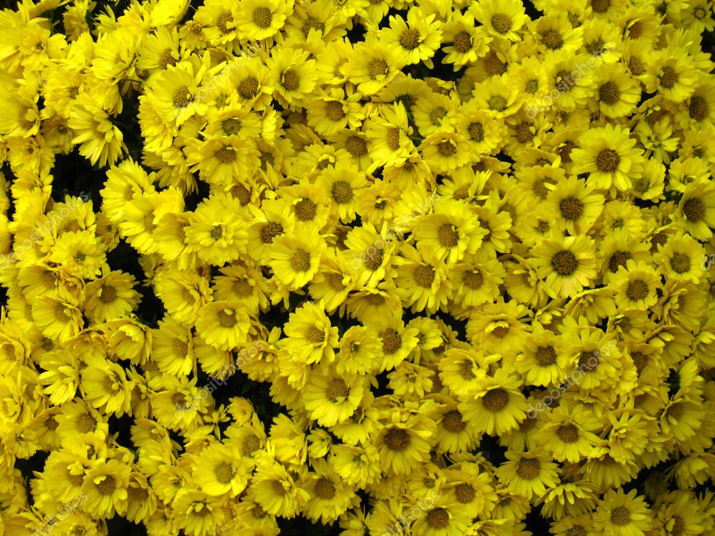 Yellow chrysanthemums — Stock Photo © valipatov 11366137