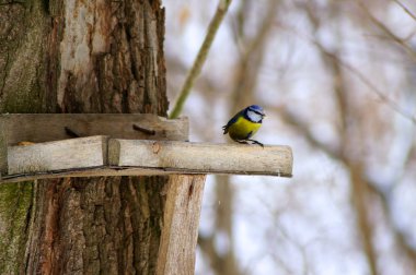 Titmouse in the winter trough clipart