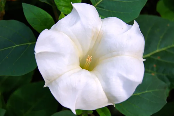Flor datura branca sobre um fundo verde — Fotografia de Stock