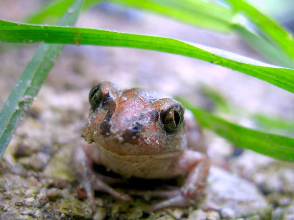 Mała żaba w trawie — Zdjęcie stockowe