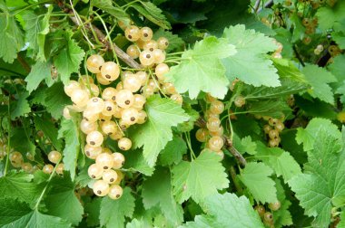 Clusters of white currants on the bush clipart