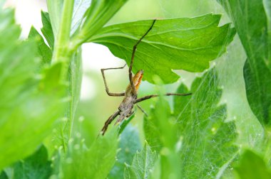 maydanoz sapları üzerinde Spider