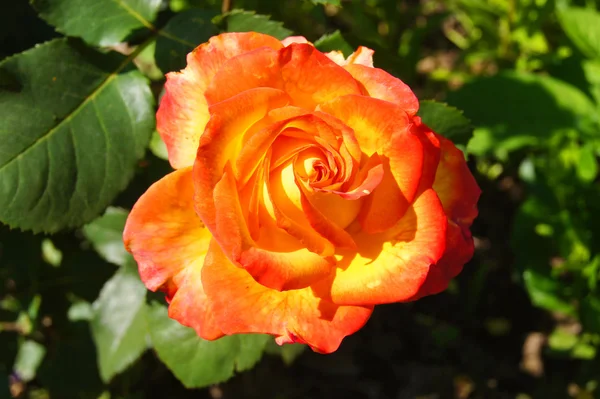 Желто-красная роза в саду — стоковое фото