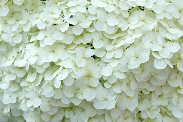 stock image Flowers white garden gartenziya closeup