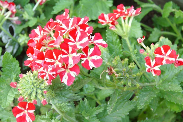 Вербени з червоними та білими квітами — стокове фото