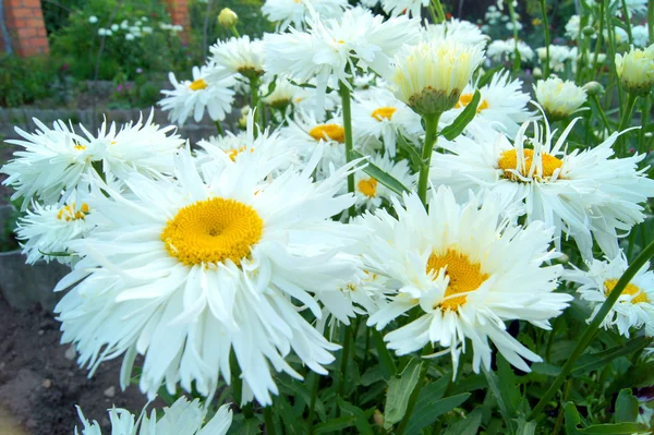 Σγουρά λευκό μαργαρίτες στον κήπο — Φωτογραφία Αρχείου