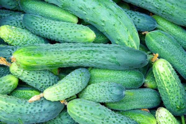 Fresh cucumber with small bumps — Stock Photo, Image