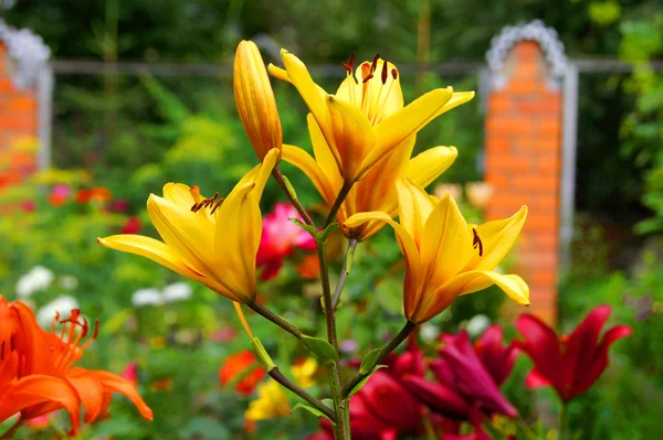 Gelbe Lilien im Garten — Stockfoto