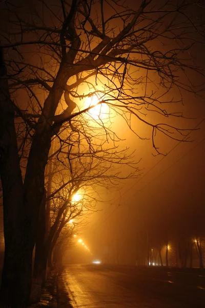 Árboles por la noche — Foto de Stock