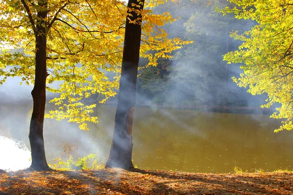 Autumn forest and fog — Stock Photo, Image