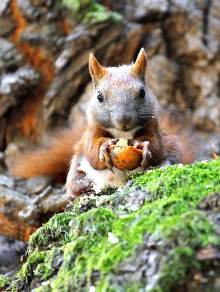 Eichhörnchen in einem Baum — Stockfoto